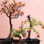 UMĚNÍ BONSAI